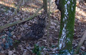 portugal-wildlife-conservation-animal-care-15