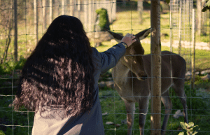 portugal-wildlife-conservation-animal-care-16