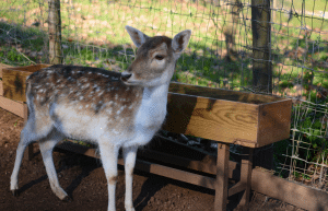 portugal-wildlife-conservation-animal-care-17