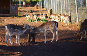 portugal-wildlife-conservation-animal-care-18