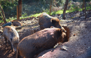 portugal-wildlife-conservation-animal-care-19
