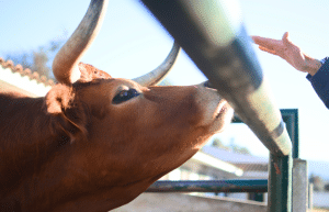 portugal-wildlife-conservation-animal-care-2