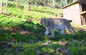 portugal-wildlife-conservation-animal-care-20