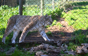 portugal-wildlife-conservation-animal-care-21