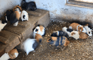 portugal-wildlife-conservation-animal-care-22