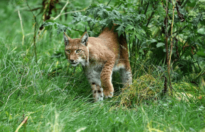 portugal-wildlife-conservation-animal-care-23
