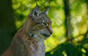 portugal-wildlife-conservation-animal-care-24