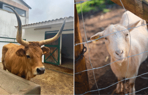 portugal-wildlife-conservation-animal-care-25