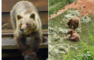portugal-wildlife-conservation-animal-care-26