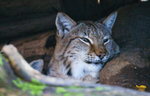 portugal-wildlife-conservation-animal-care-27