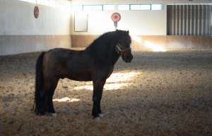 portugal-wildlife-conservation-animal-care-28