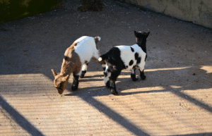 portugal-wildlife-conservation-animal-care-3