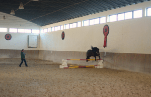 portugal-wildlife-conservation-animal-care-4