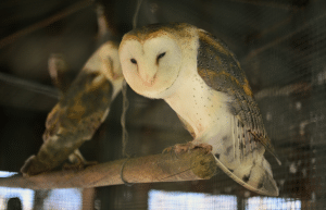 portugal-wildlife-conservation-animal-care-6