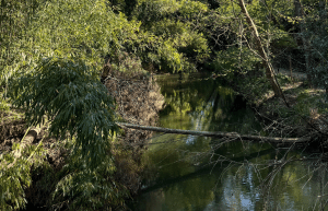 portugal-wildlife-conservation-animal-care-7