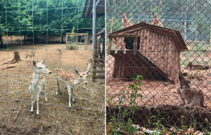 portugal-wildlife-conservation-animal-care-8
