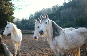 portugal-wildlife-conservation-animal-care-9