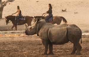 botswana-kalahari-rhino-wildlife-conservation-15