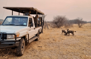 botswana-kalahari-rhino-wildlife-conservation-27