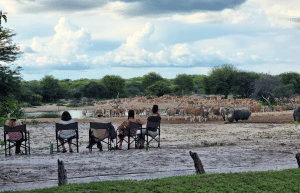 botswana-kalahari-rhino-wildlife-conservation-32