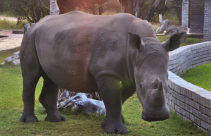 botswana-kalahari-rhino-wildlife-conservation-34