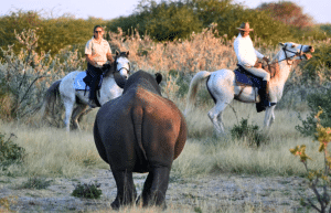 botswana-kalahari-rhino-wildlife-conservation-36
