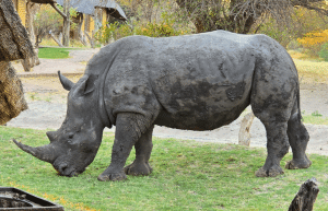 botswana-kalahari-rhino-wildlife-conservation-41