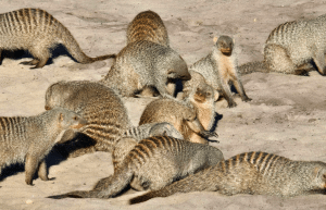 botswana-kalahari-rhino-wildlife-conservation-44