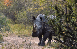 botswana-kalahari-rhino-wildlife-conservation-45