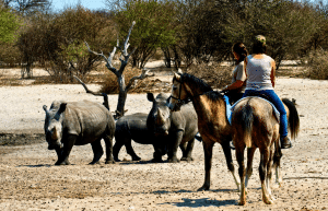 botswana-kalahari-rhino-wildlife-conservation-58