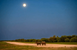botswana-kalahari-rhino-wildlife-conservation-6