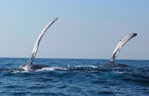 sardine-run-ocean-expedition-10
