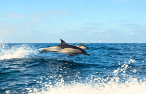 sardine-run-ocean-expedition-11