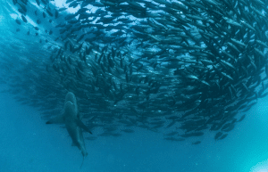 sardine-run-ocean-expedition-13