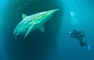 sardine-run-ocean-expedition-14