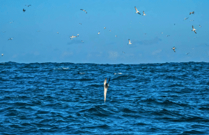 sardine-run-ocean-expedition-2