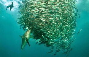 sardine-run-ocean-expedition-26