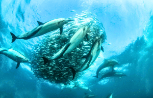 sardine-run-ocean-expedition-27