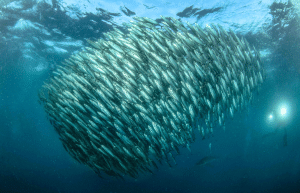 sardine-run-ocean-expedition-28