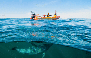 sardine-run-ocean-expedition-29