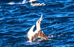 sardine-run-ocean-expedition-31 (2)