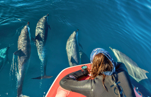 sardine-run-ocean-expedition-31