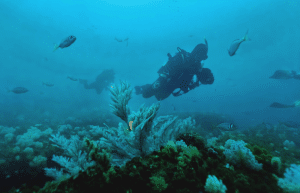 sardine-run-ocean-expedition-4