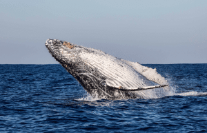 sardine-run-ocean-expedition-5