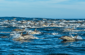sardine-run-ocean-expedition-6