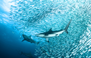 sardine-run-ocean-expedition-7