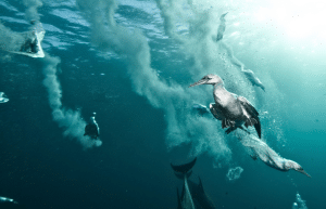 sardine-run-ocean-expedition-8