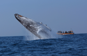 sardine-run-ocean-expedition-9