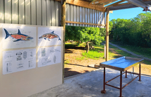 south-africa-marine-biology-internship-14