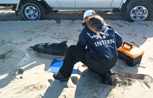 south-africa-marine-biology-internship-26